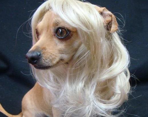 dog_s_wig.jpg