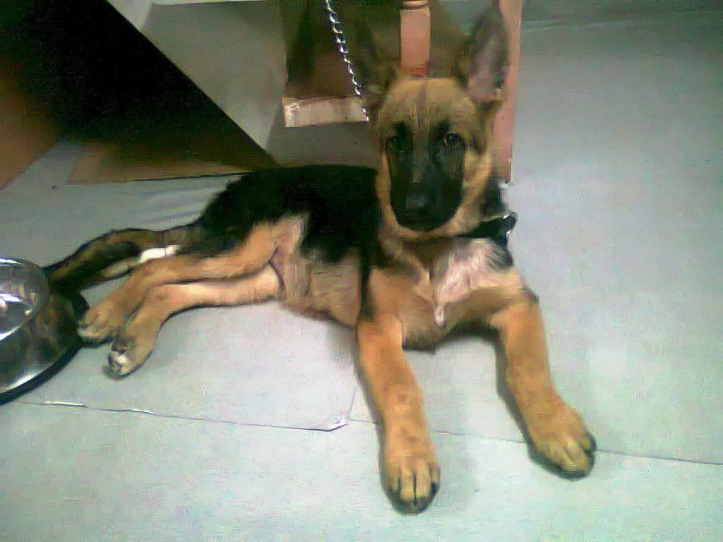 von der haus german shepherds