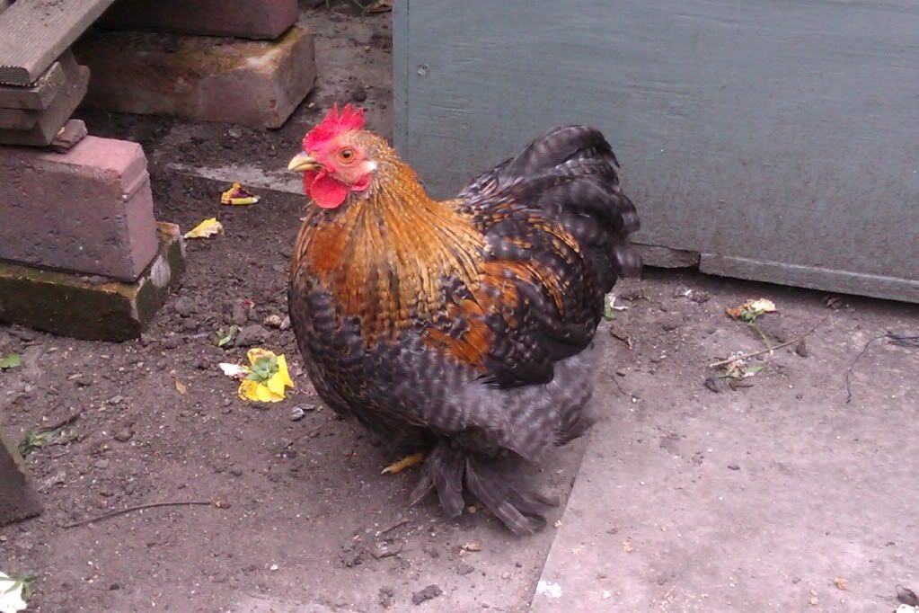 Pekin Bantam Cockerels