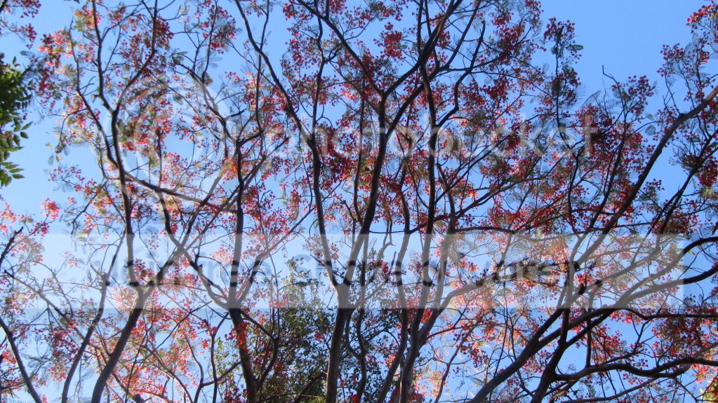 IMG_2945.jpg